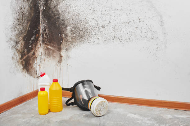 Best Black Mold Removal  in Hazel Crest, IL