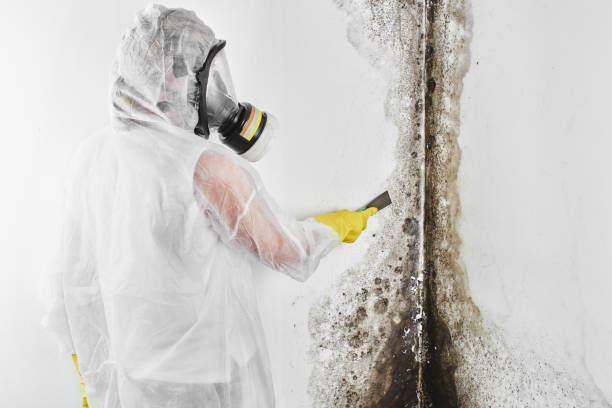 Best Mold Testing  in Hazel Crest, IL