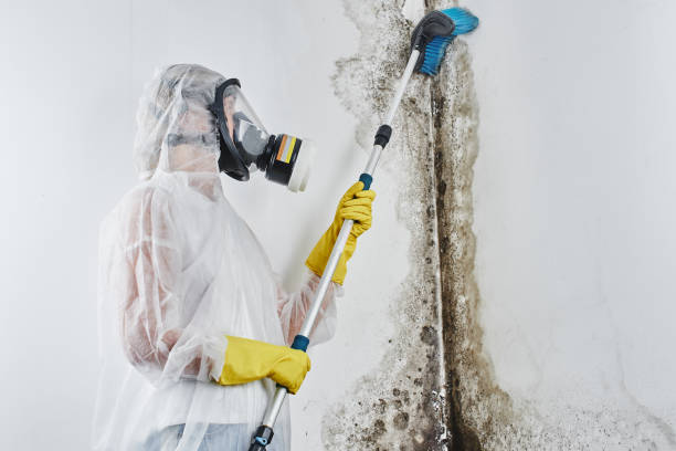 Best Mold Remediation  in Hazel Crest, IL