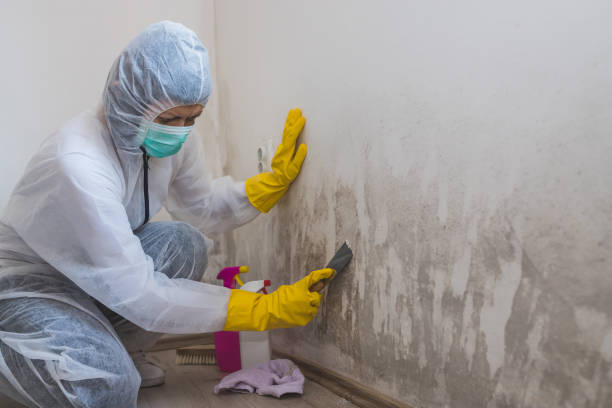 Attic Mold Removal in Hazel Crest, IL