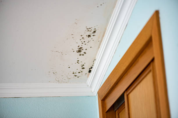 Best Mold Damage Repair  in Hazel Crest, IL