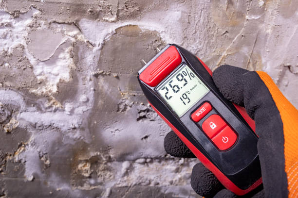 Best Affordable Mold Removal  in Hazel Crest, IL