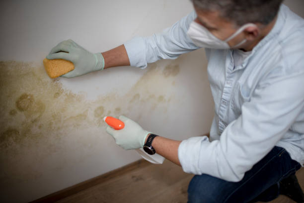 Best Mold Cleaning Services  in Hazel Crest, IL