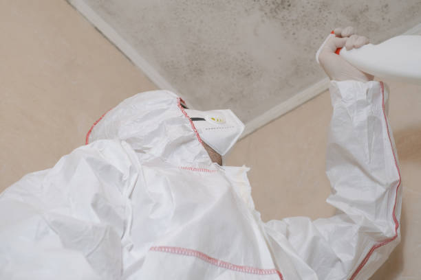 Best Same-Day Mold Removal  in Hazel Crest, IL
