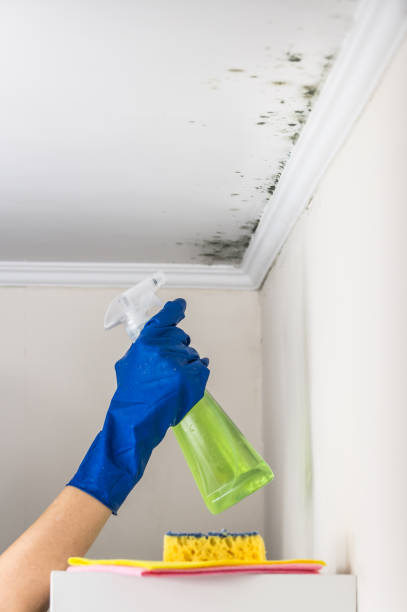 Best Commercial Mold Removal  in Hazel Crest, IL
